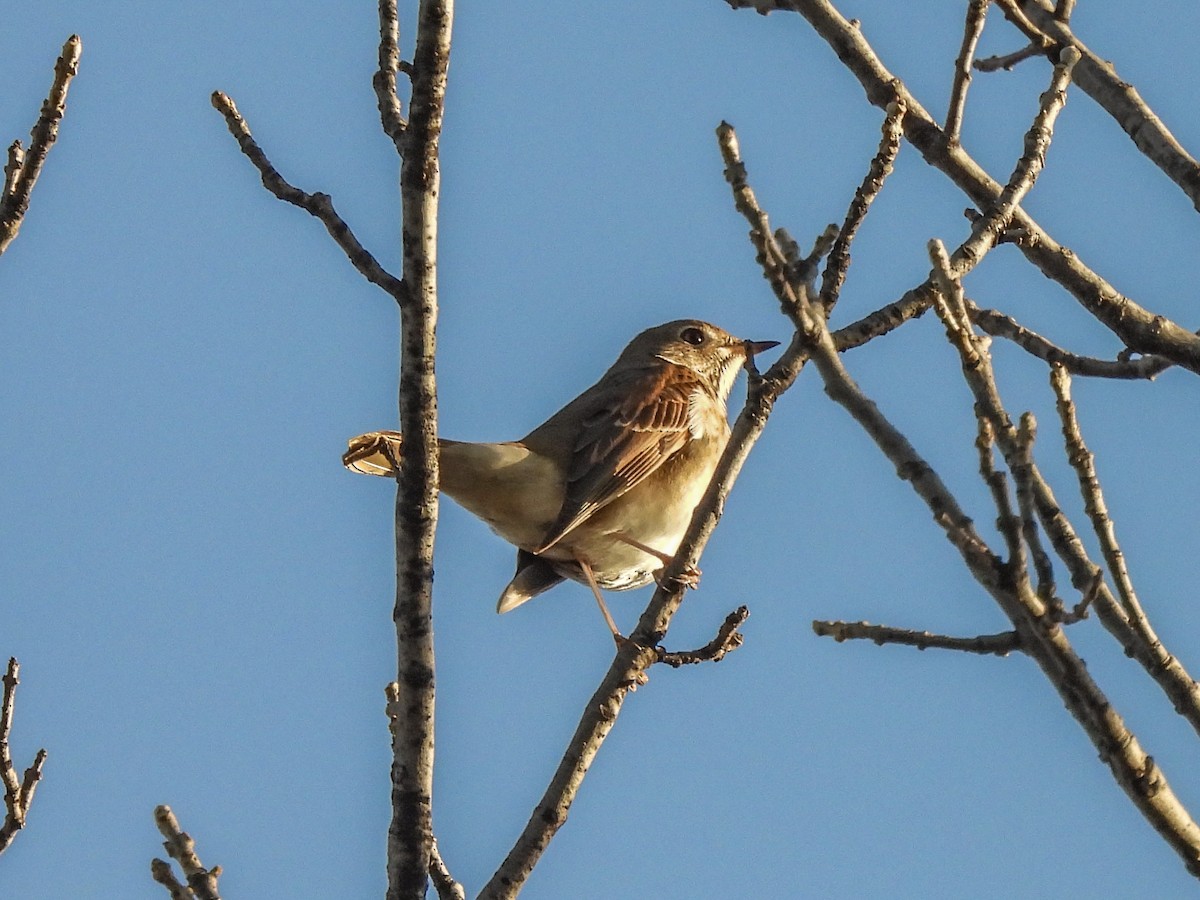 Hermit Thrush - ML646701030