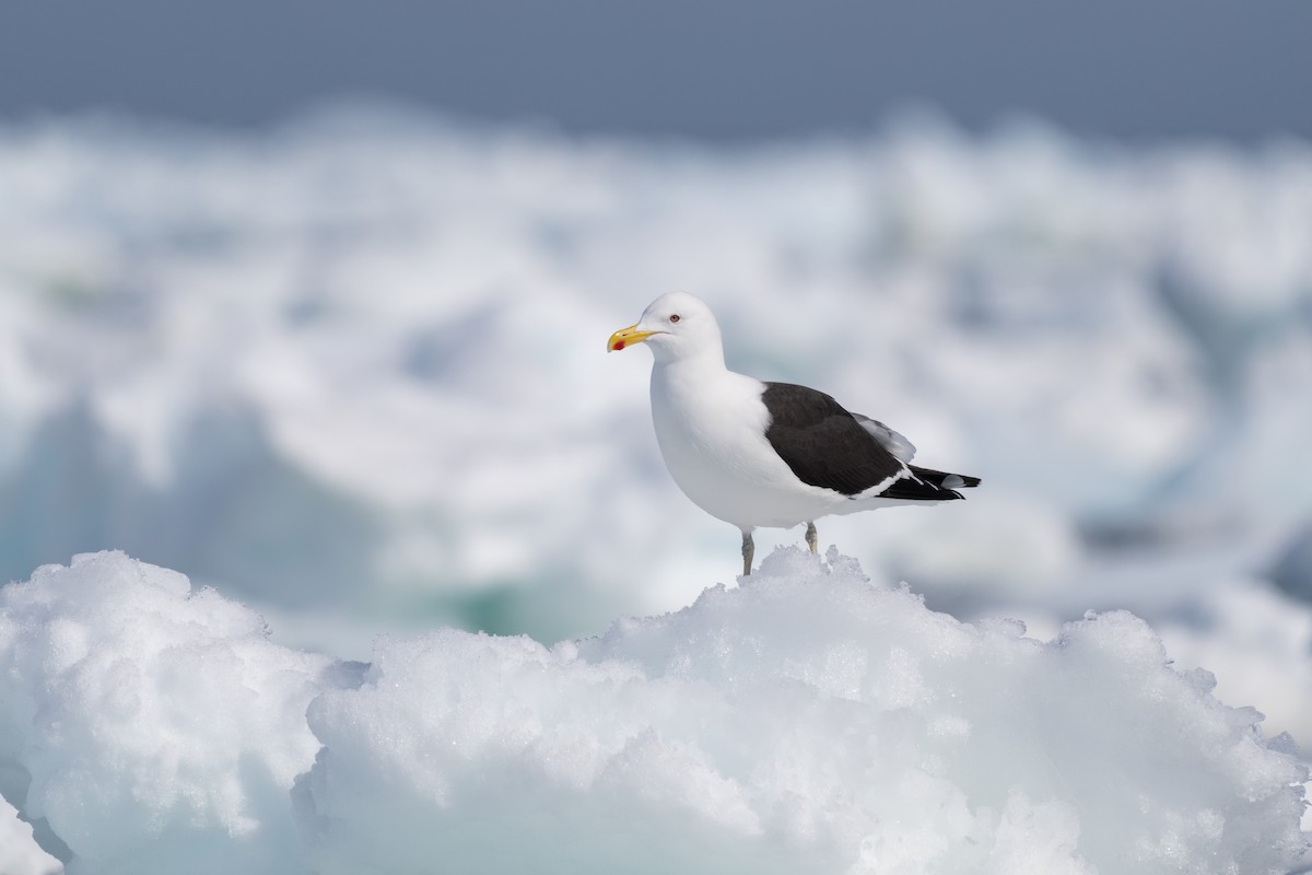 שחף דרומי - ML646701032