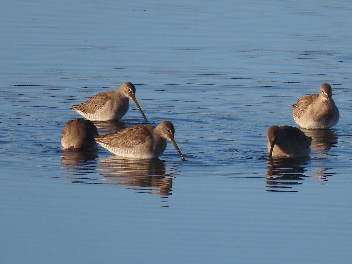 Tundraschlammläufer - ML646701034