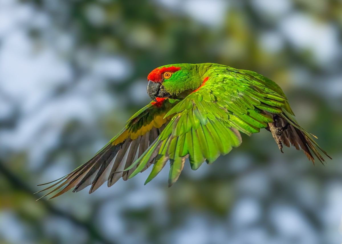 Çam Papağanı - ML646701035