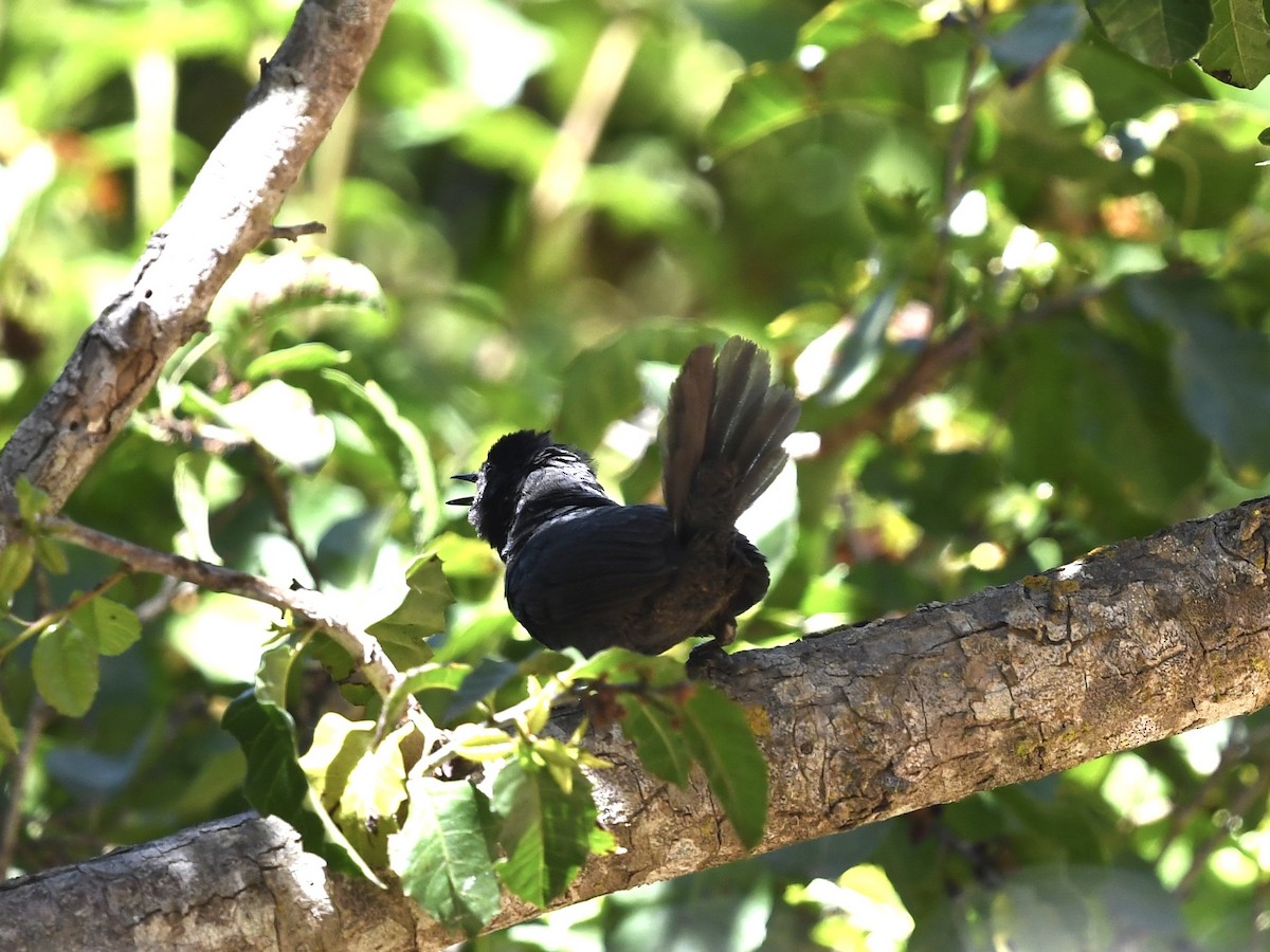 Dusky Tapaculo - ML646701038