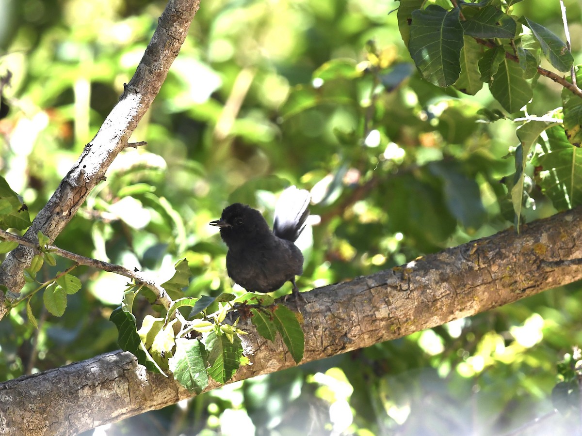 Dusky Tapaculo - ML646701040