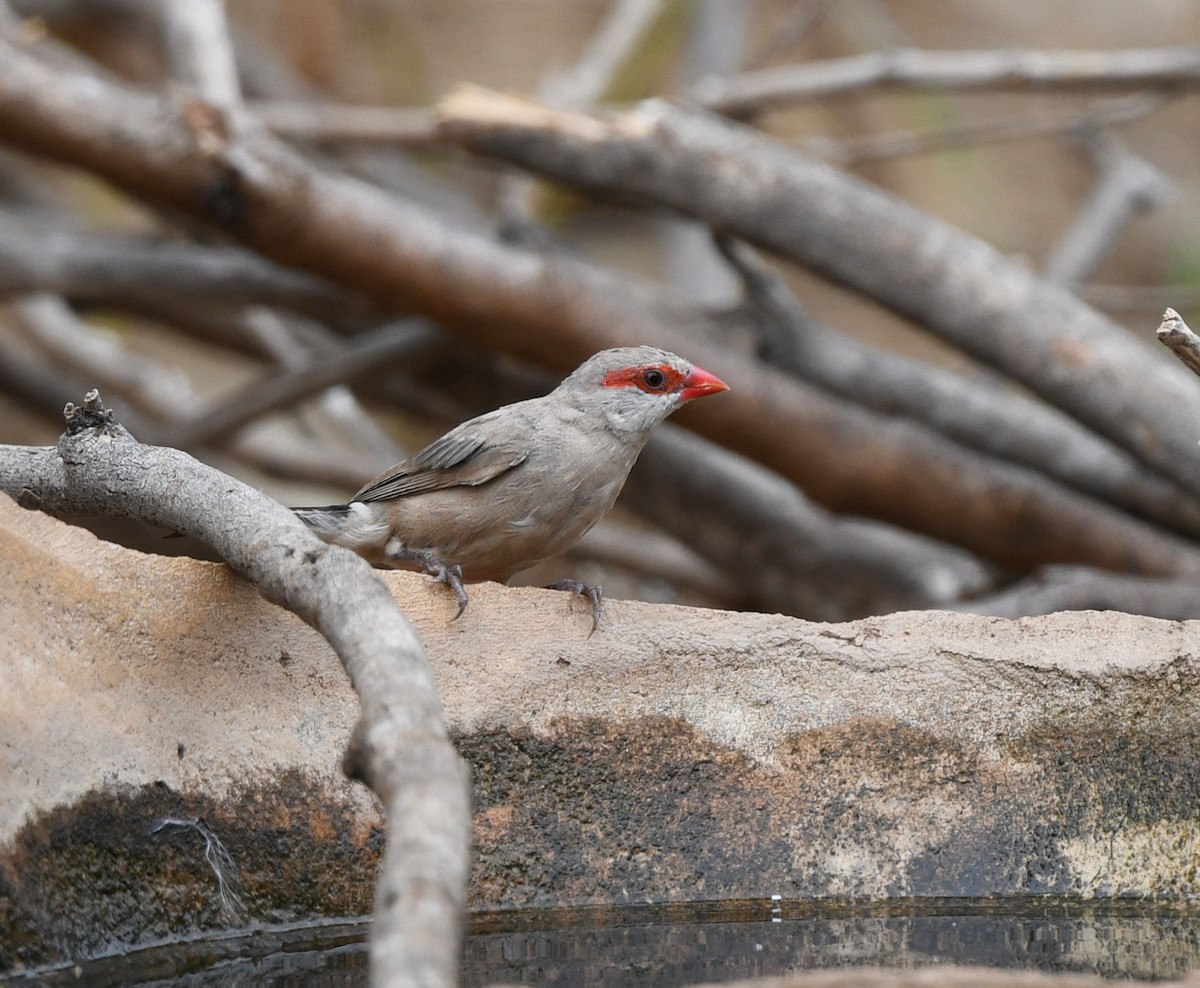 Black-rumped Waxbill - ML646701048