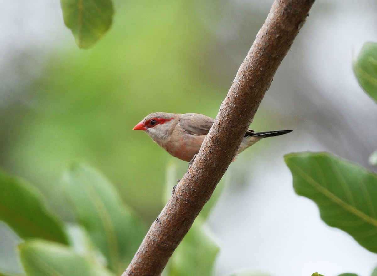 Black-rumped Waxbill - ML646701049
