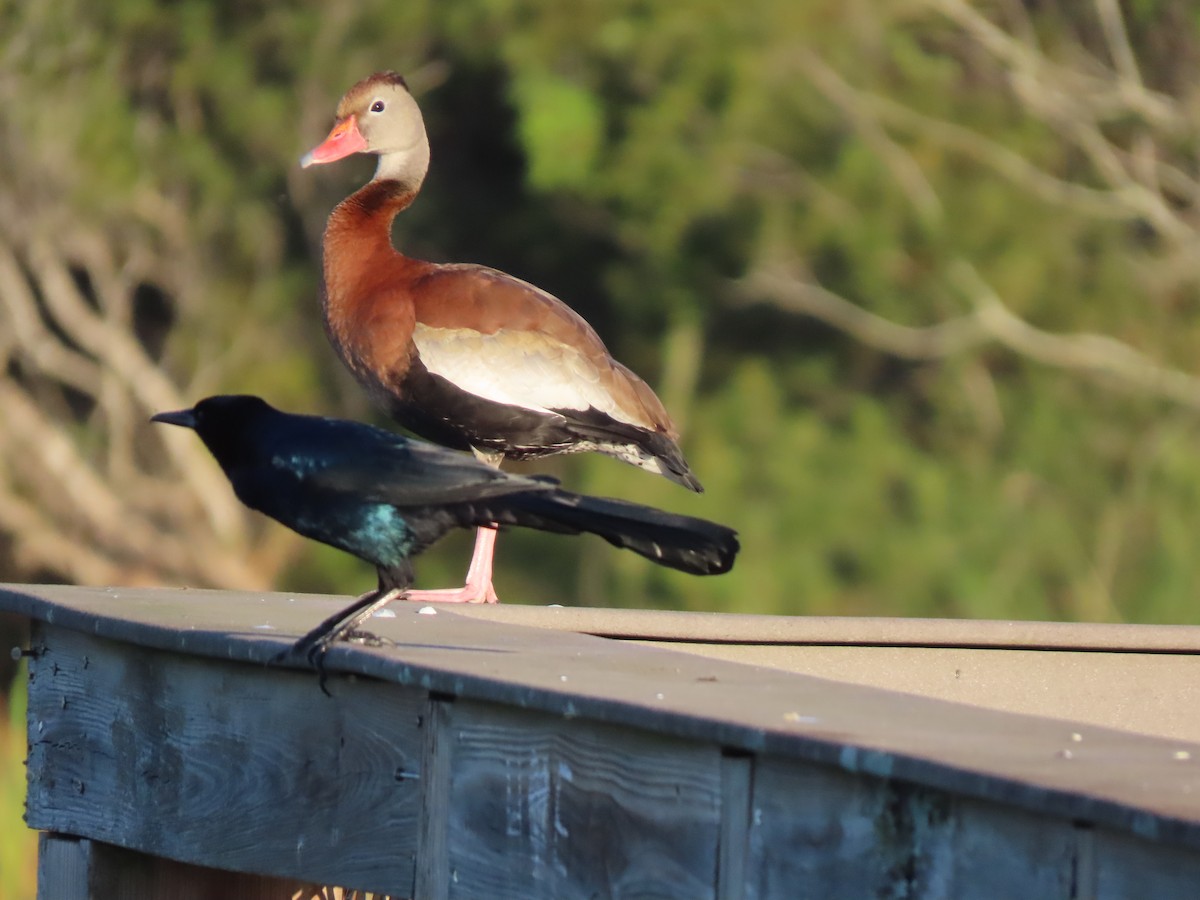 Rotschnabel-Pfeifgans - ML646701051