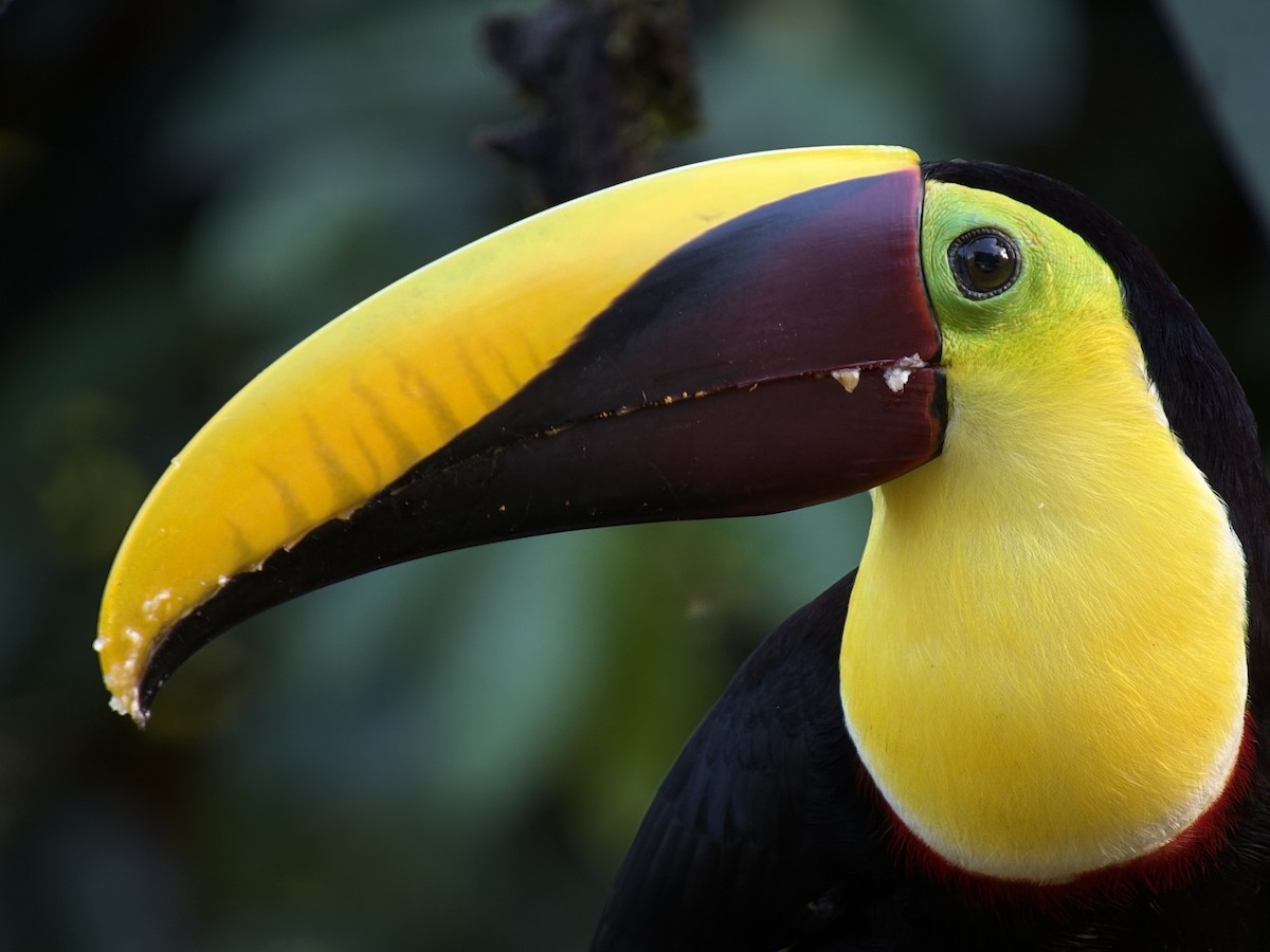 Тукан жовтошиїй - ML646701053