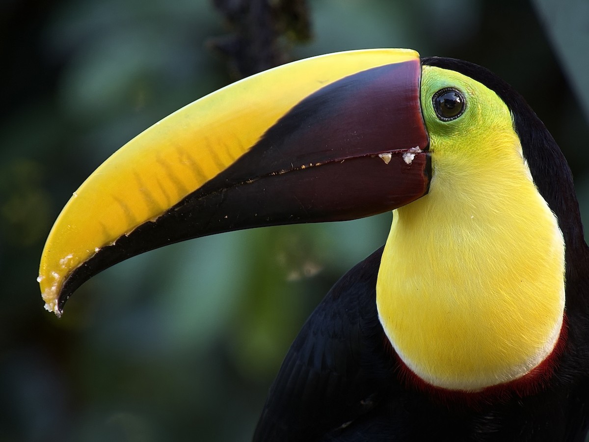 Тукан жовтошиїй - ML646701054