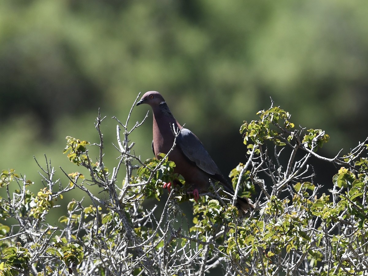 Chilean Pigeon - ML646701055