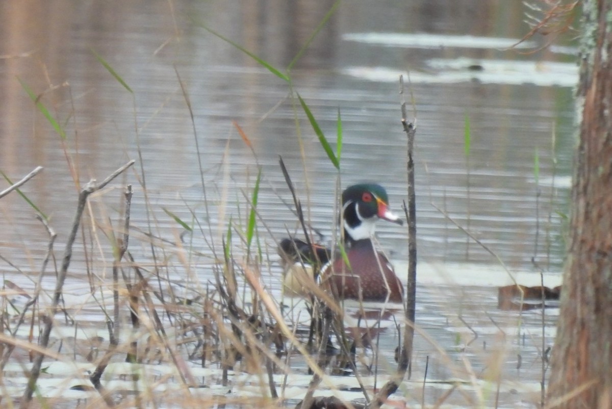 Canard branchu - ML646701056