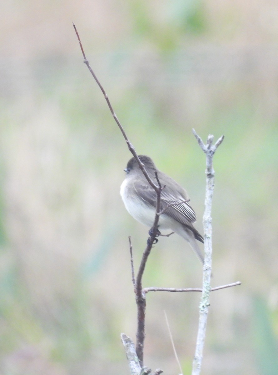 ツキヒメハエトリ - ML646701057