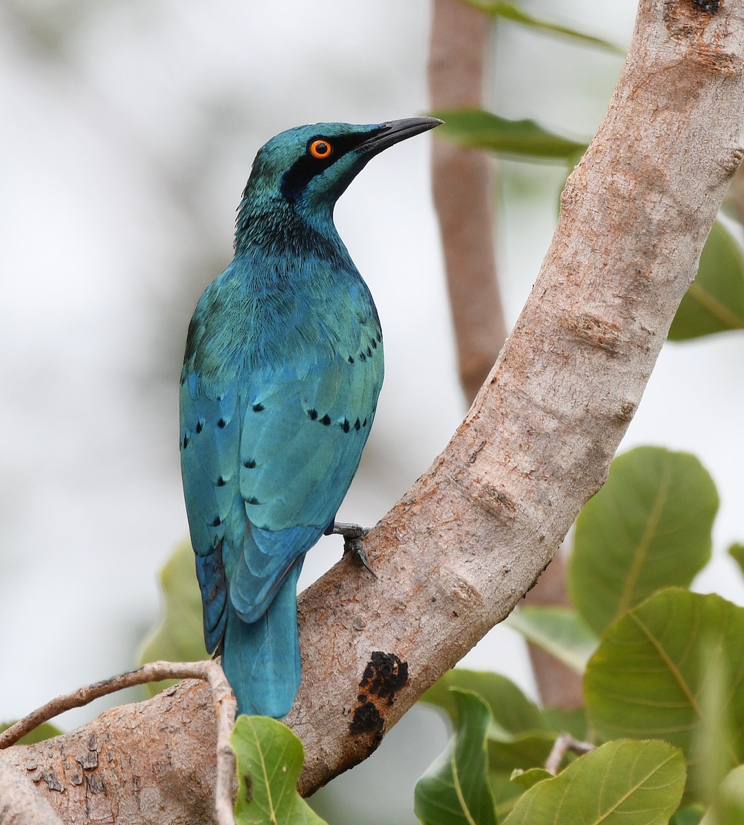 Greater Blue-eared Starling - ML646701058