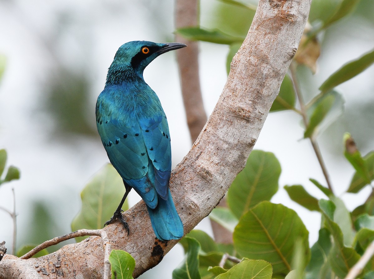 Greater Blue-eared Starling - ML646701060