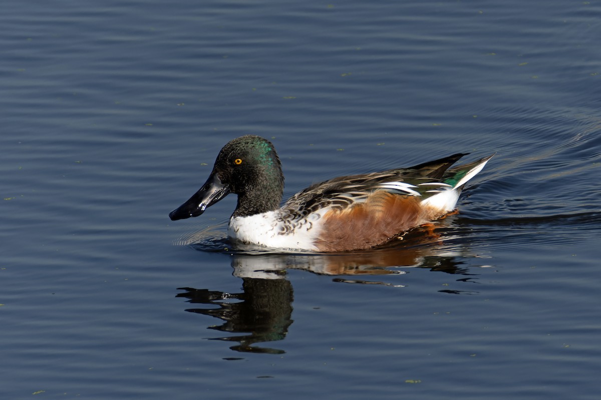 Northern Shoveler - ML646701063