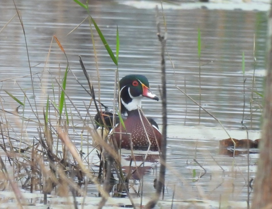 Canard branchu - ML646701065