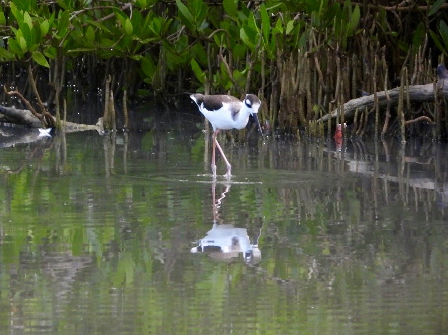 Échasse d'Amérique - ML646701070