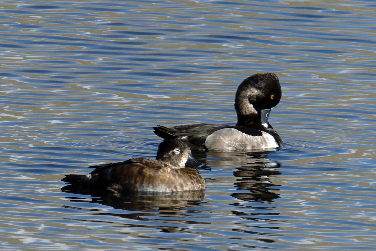 Ring-necked Duck - ML646701071
