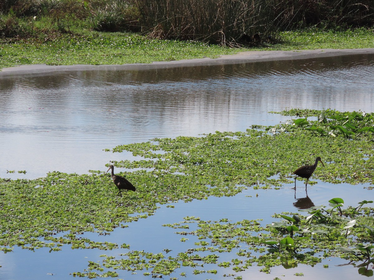 Rallenkranich - ML646701072