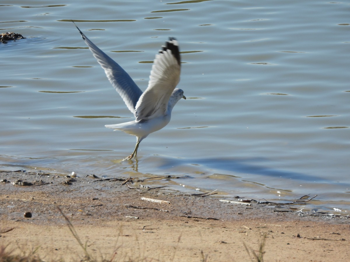 Ringschnabelmöwe - ML646701077