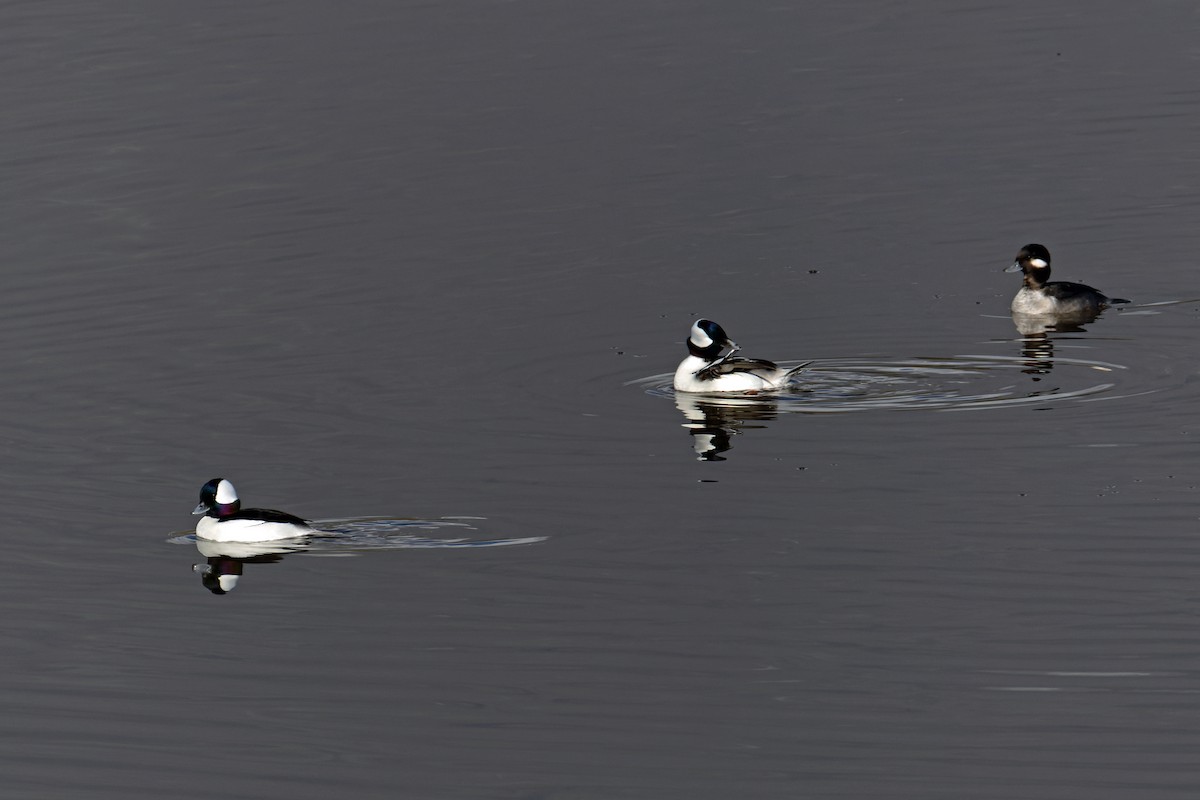Bufflehead - ML646701080