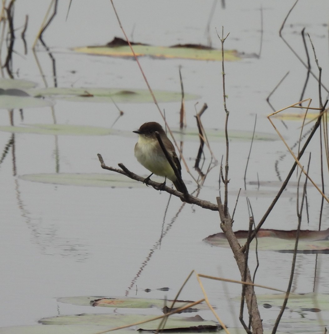 Eastern Phoebe - ML646701081