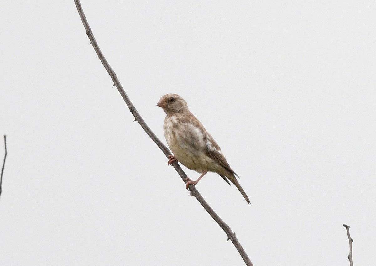 White-rumped Seedeater - ML646701088