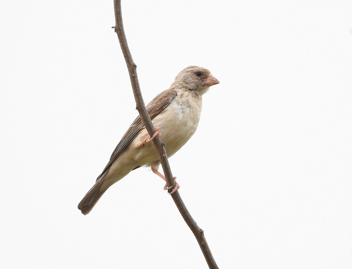 White-rumped Seedeater - ML646701089