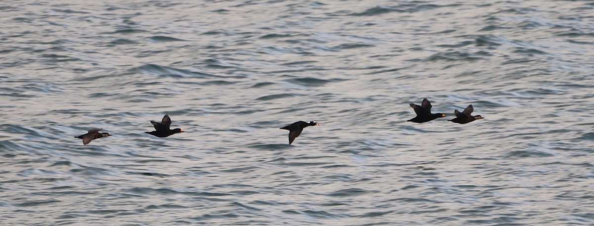 Пестроносый турпан - ML646701090