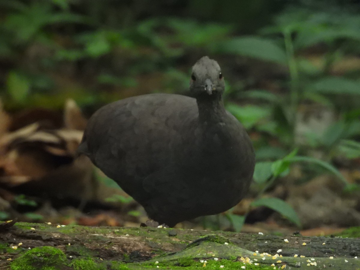 Cinereous Tinamou - ML646701092