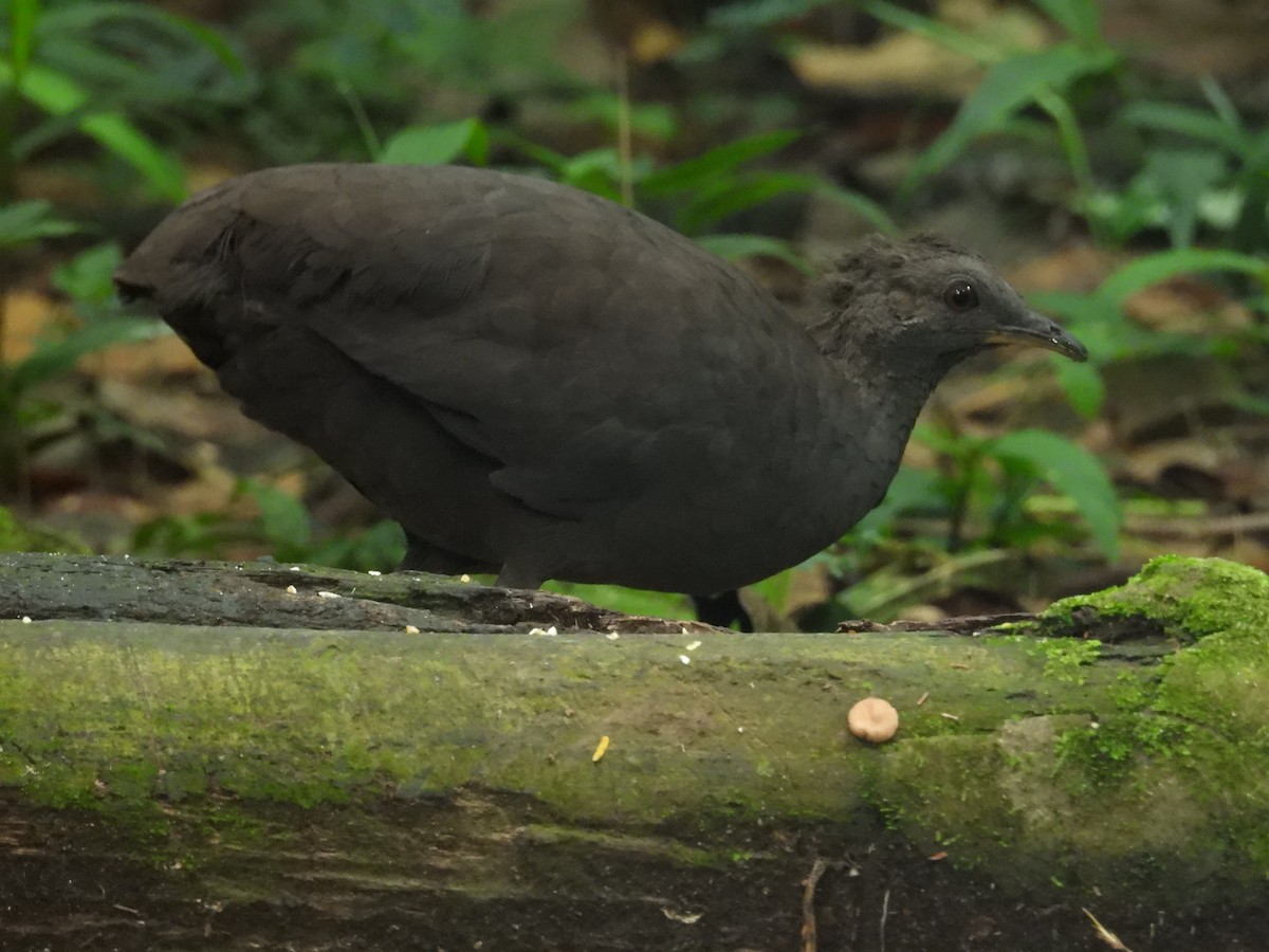Cinereous Tinamou - ML646701093