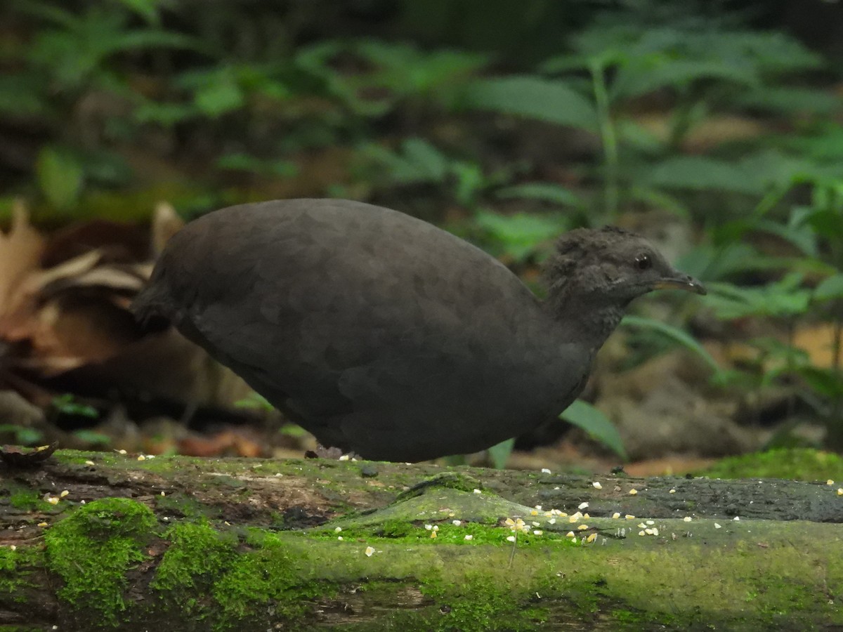 Cinereous Tinamou - ML646701094