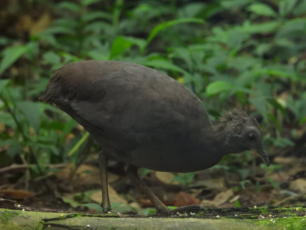 Cinereous Tinamou - ML646701096