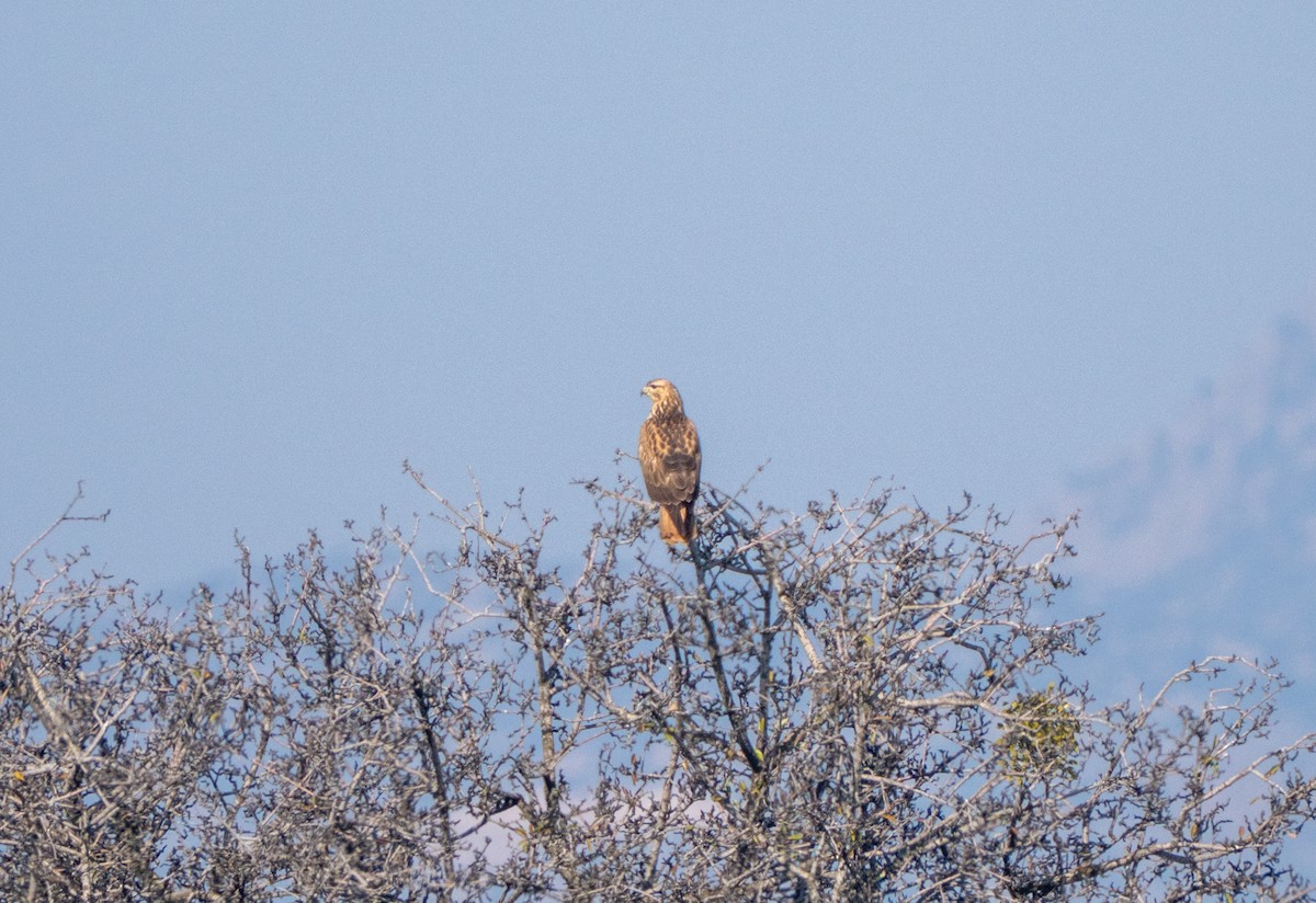 Poiana codabianca - ML646701100