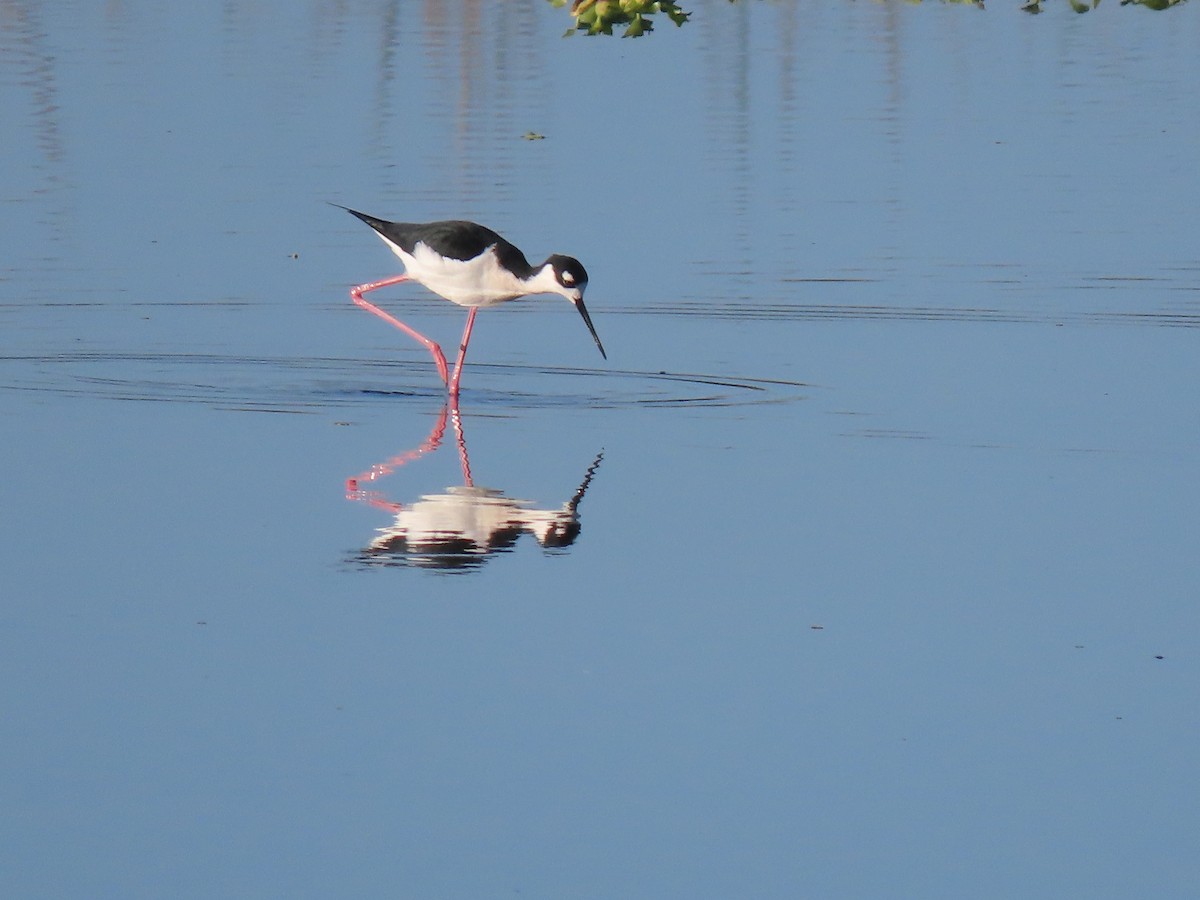 Schwarznacken-Stelzenläufer - ML646701109