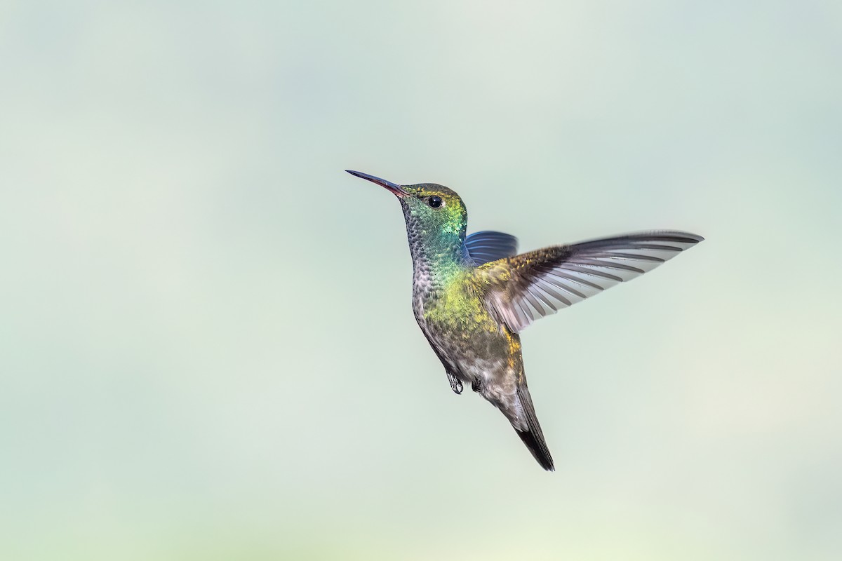 Versicolored Emerald - ML646701110