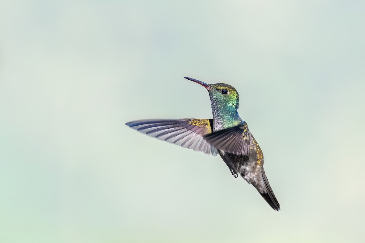 Versicolored Emerald - ML646701111