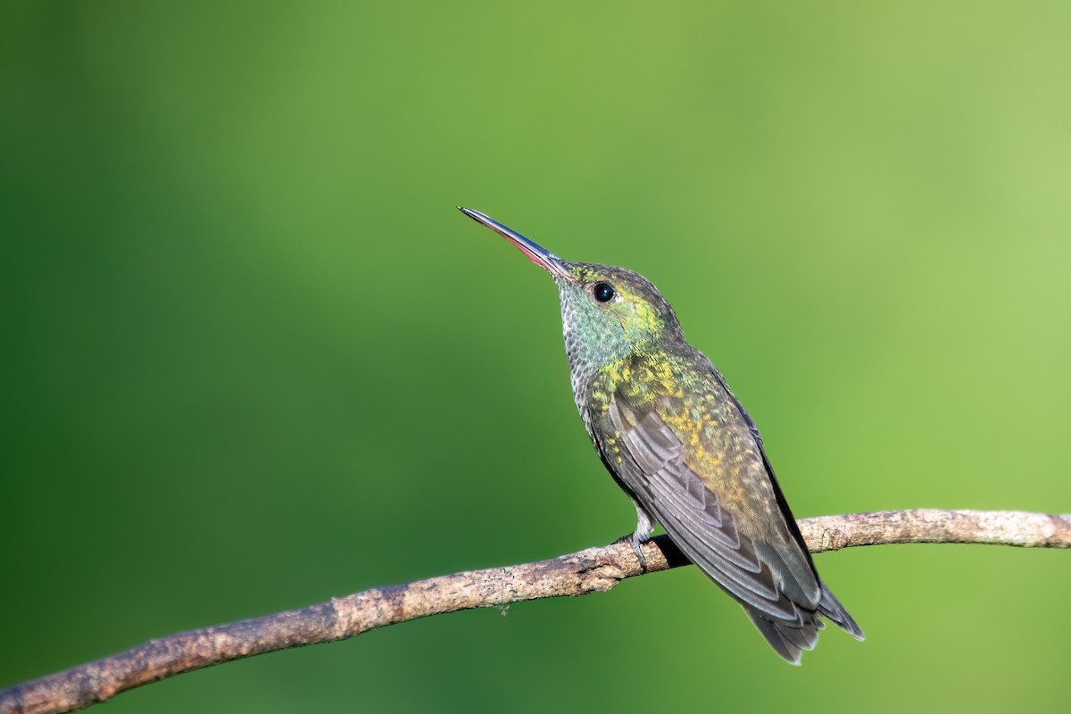 Versicolored Emerald - ML646701112