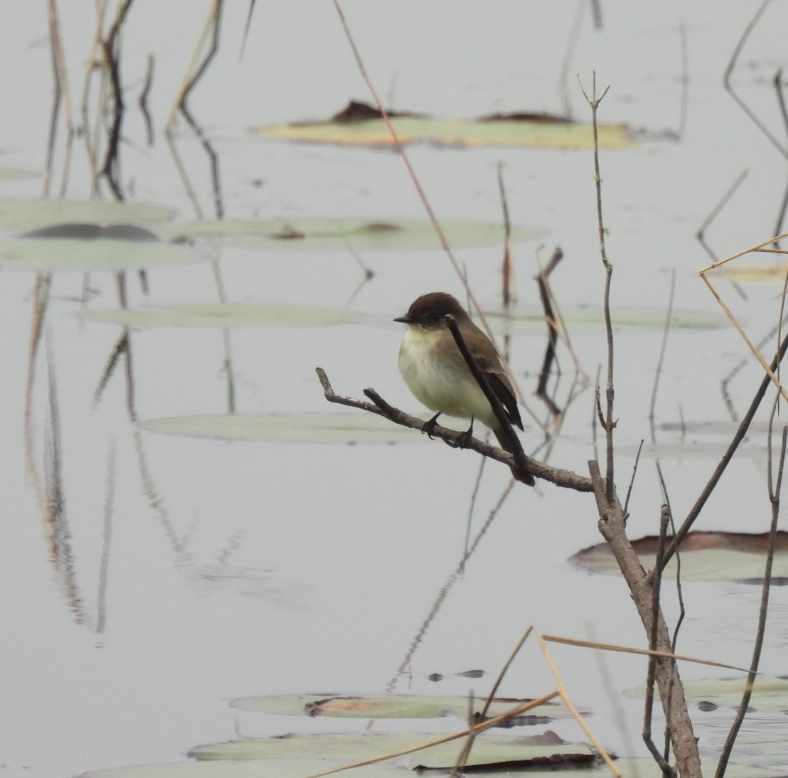 Eastern Phoebe - ML646701115