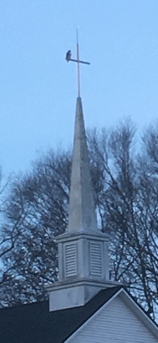 Red-tailed Hawk - ML646701116