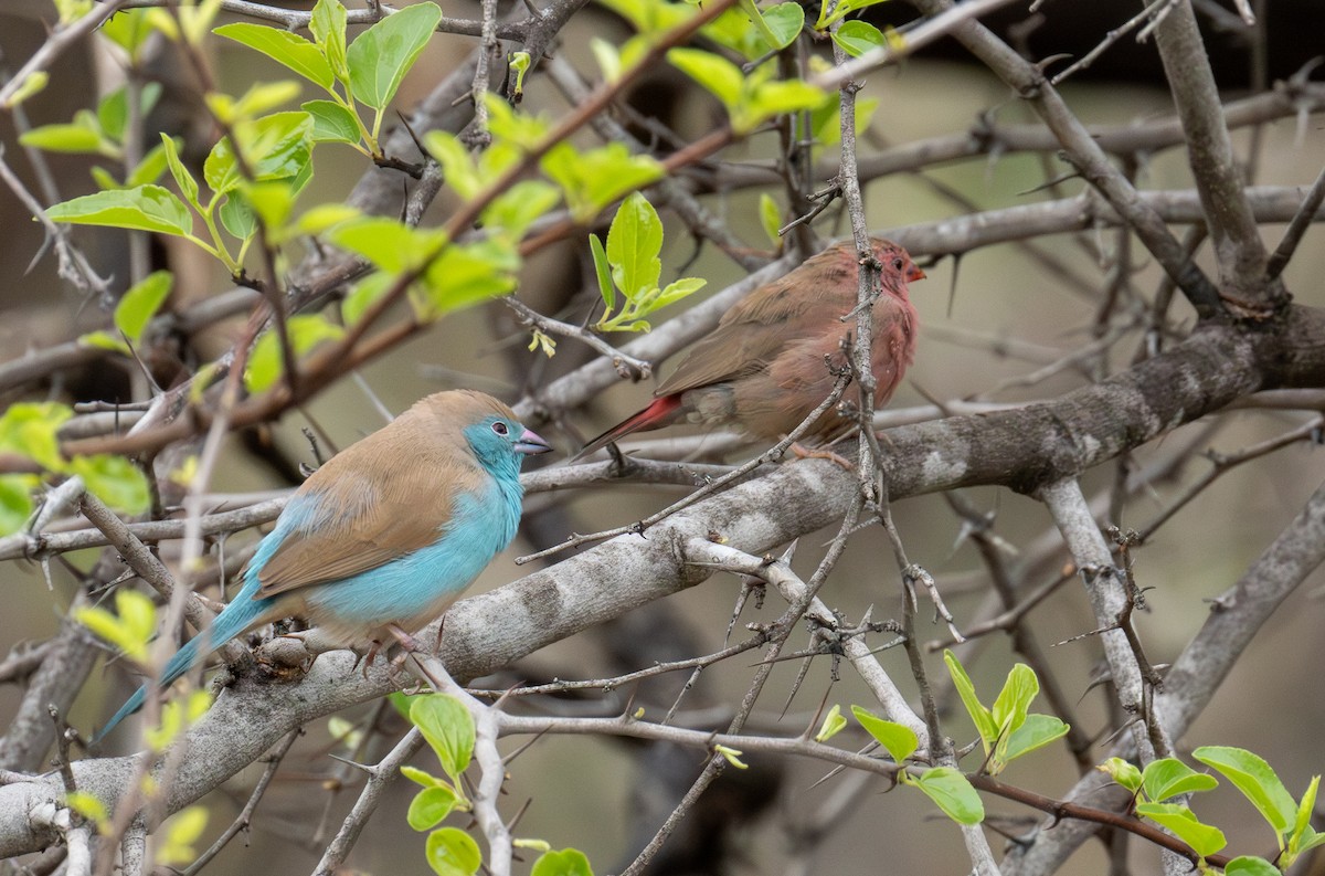 Red-billed Firefinch - ML646701122