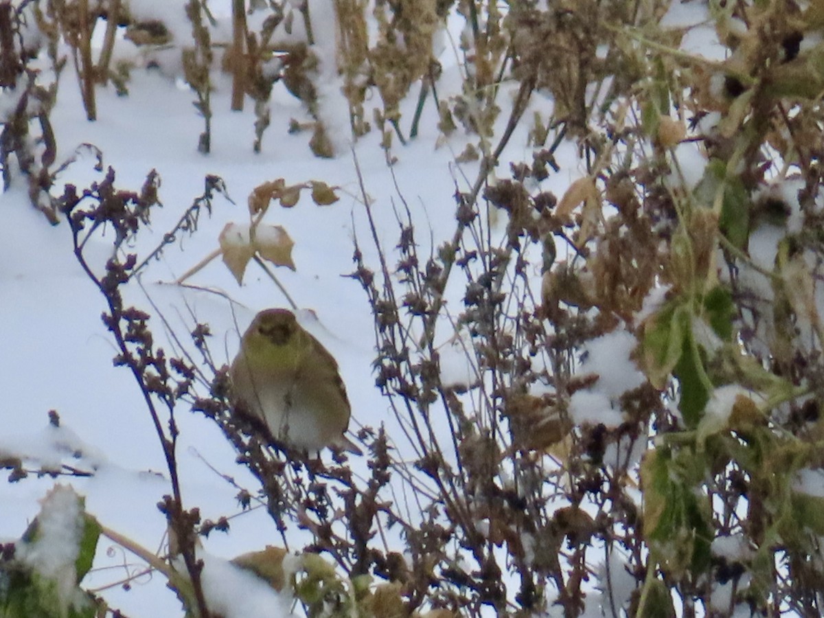 American Goldfinch - ML646701123