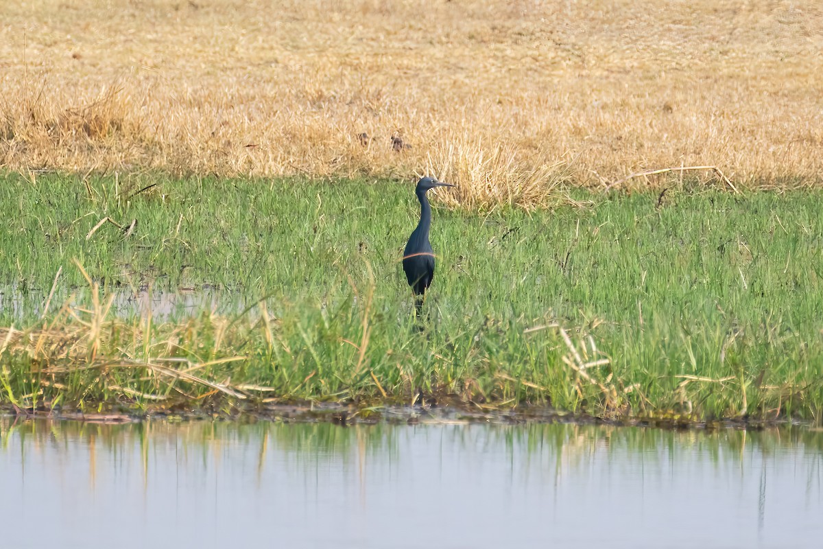 Slaty Egret - ML646701125