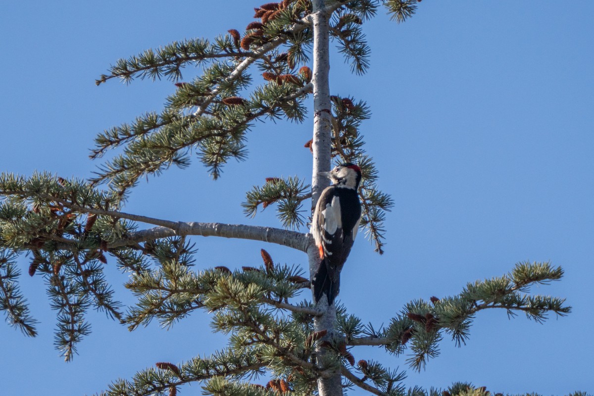 Syrian Woodpecker - ML646701126
