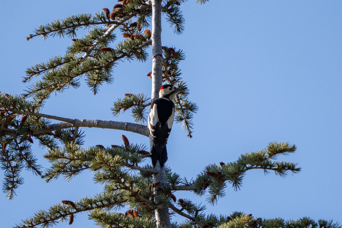 Syrian Woodpecker - ML646701127