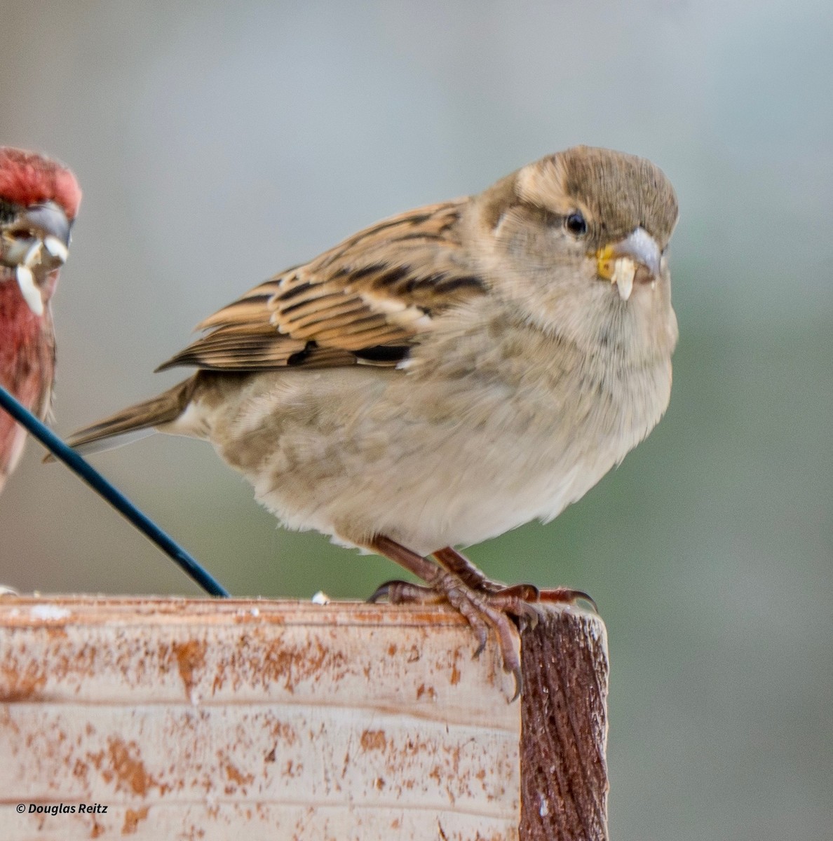 House Sparrow - ML646701130