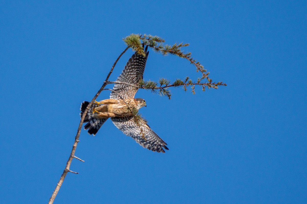 Smeriglio - ML646701134