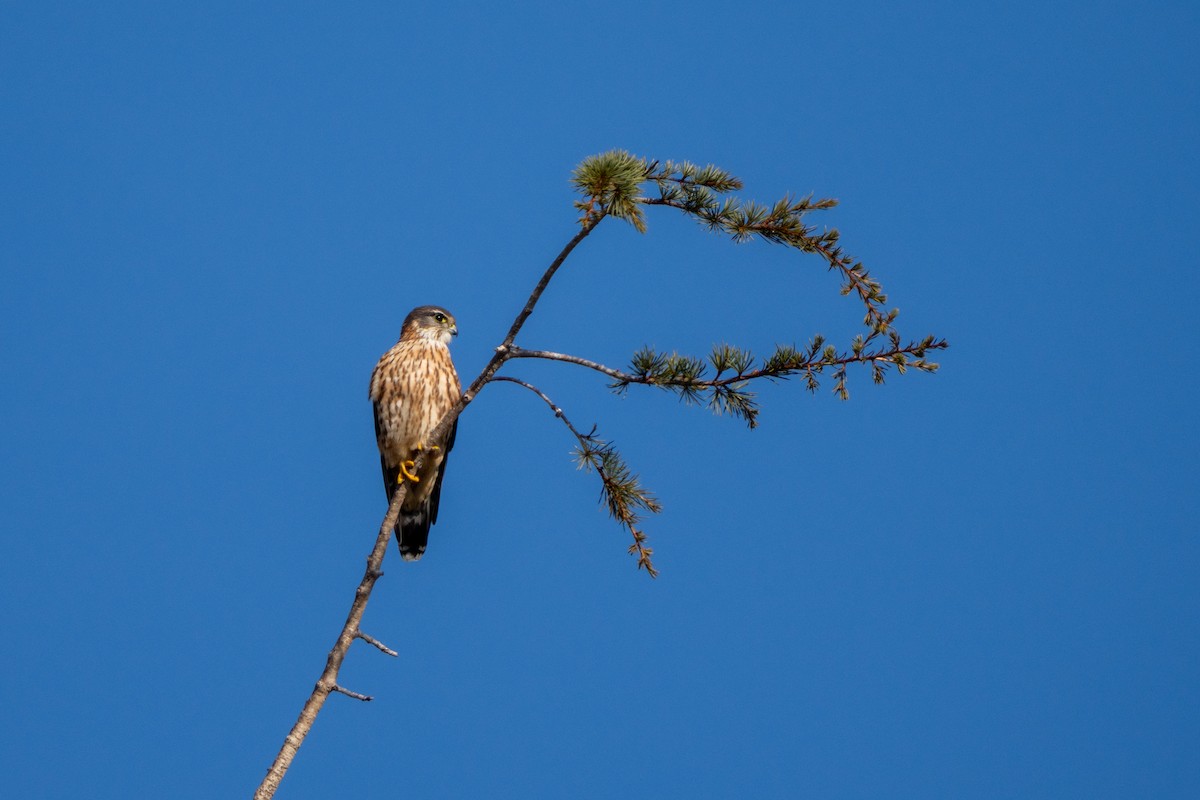 Smeriglio - ML646701135