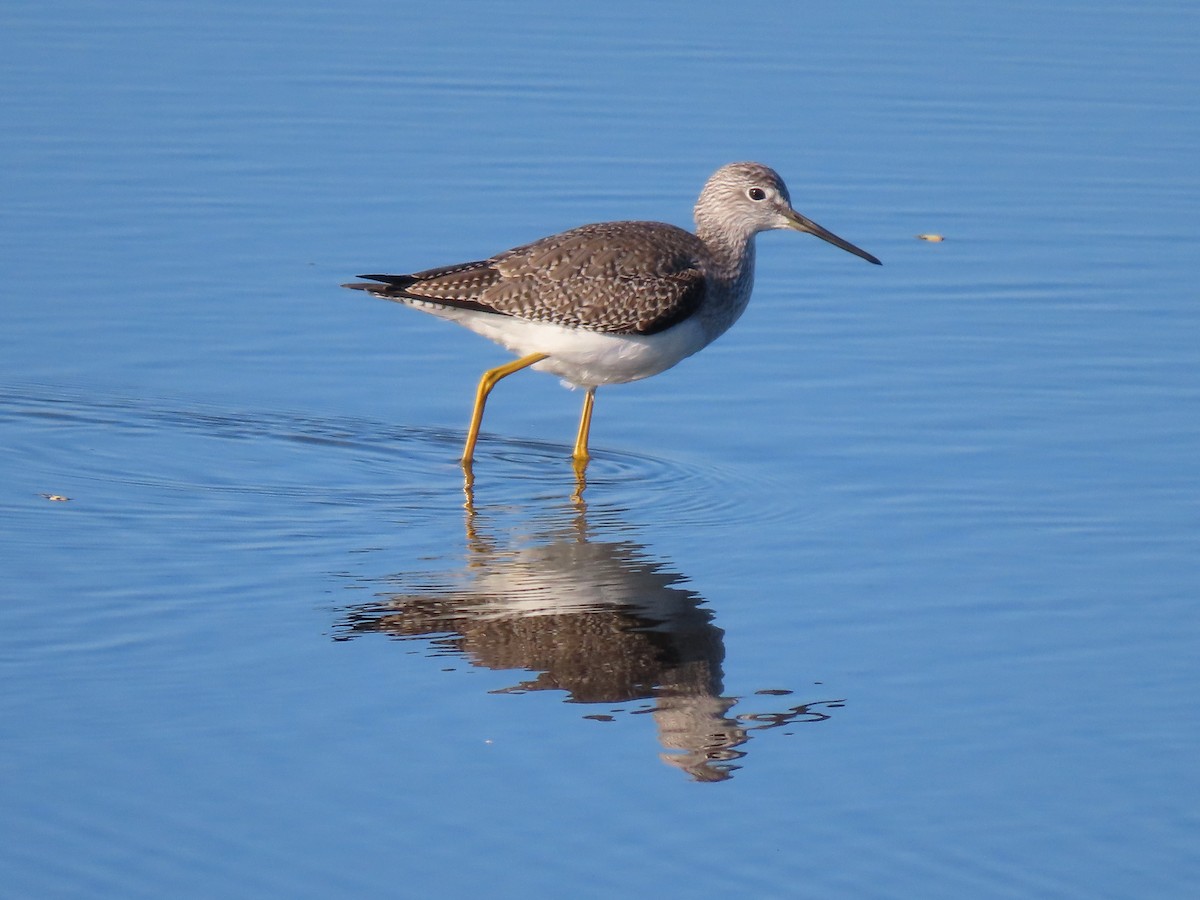 Tüpfelgelbschenkel - ML646701142