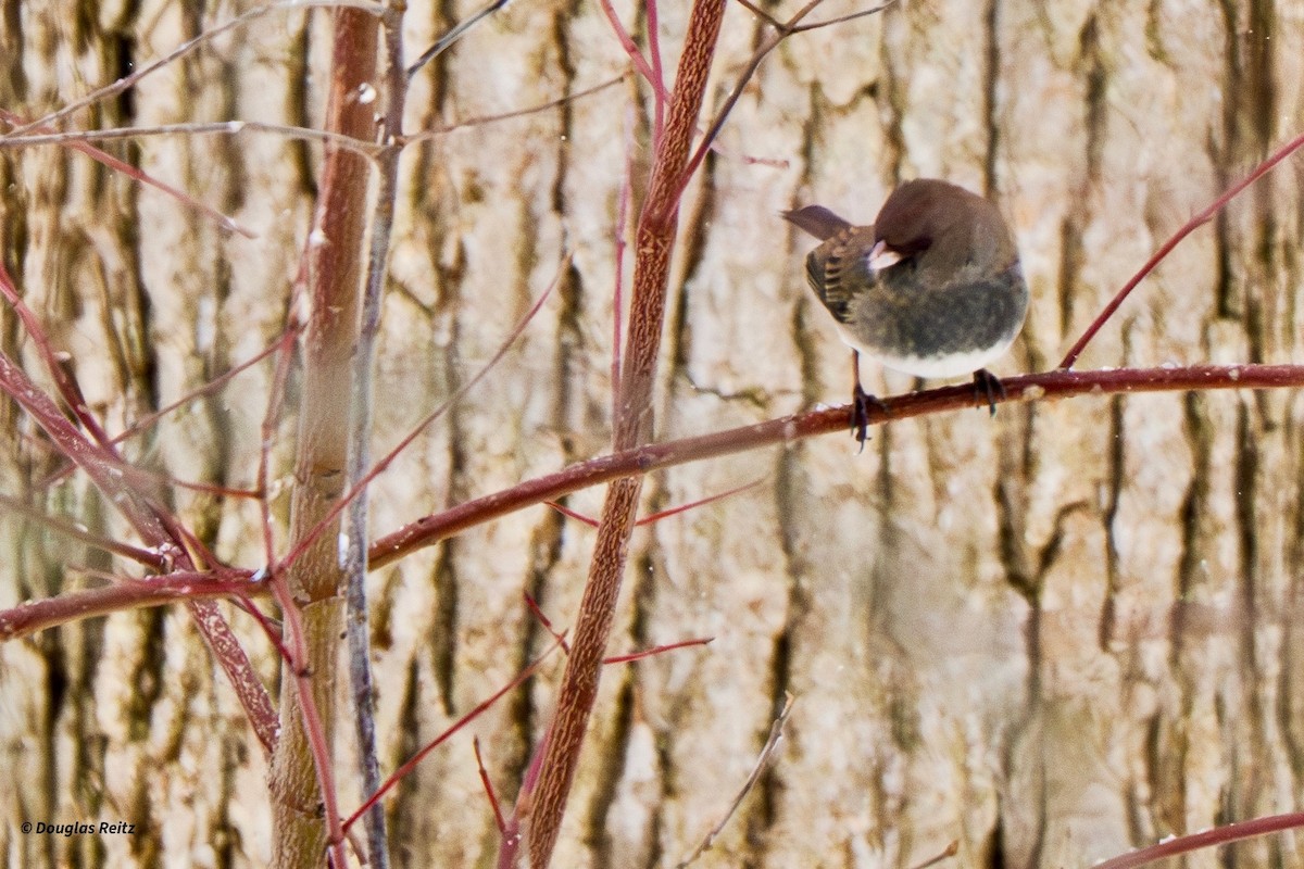Dark-eyed Junco - ML646701145