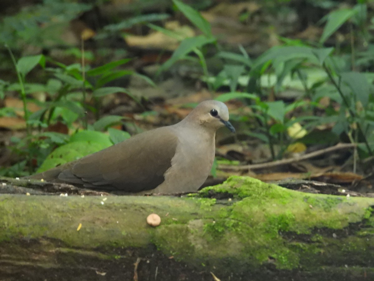 Gray-fronted Dove - ML646701149