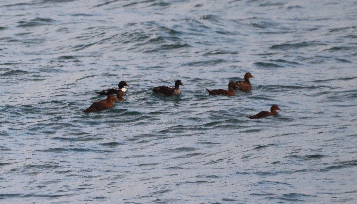 Гага - ML646701151